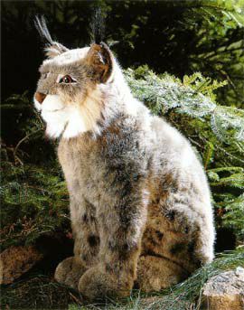 ケーセン Koesen ぬいぐるみ オオヤマネコ 伏せ ソフト LYNX LYING |木