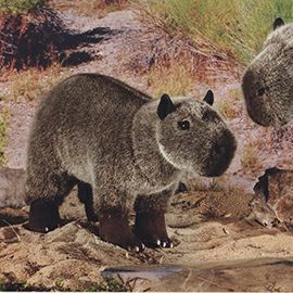 ケーセン Koesen ぬいぐるみ カピバラの子