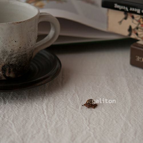 クリスティアンヴェルナー Christian Werner コロラドハムシ（小）