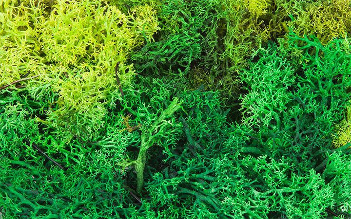 FALLER/ファーラー 170729 地衣類詰め合わせ グリーン 50g